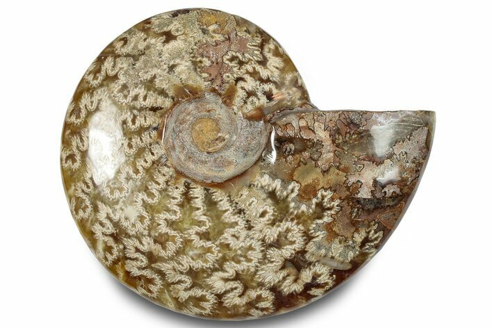 Polished Ammonite (Cleoniceras) Fossil - Madagascar #283325